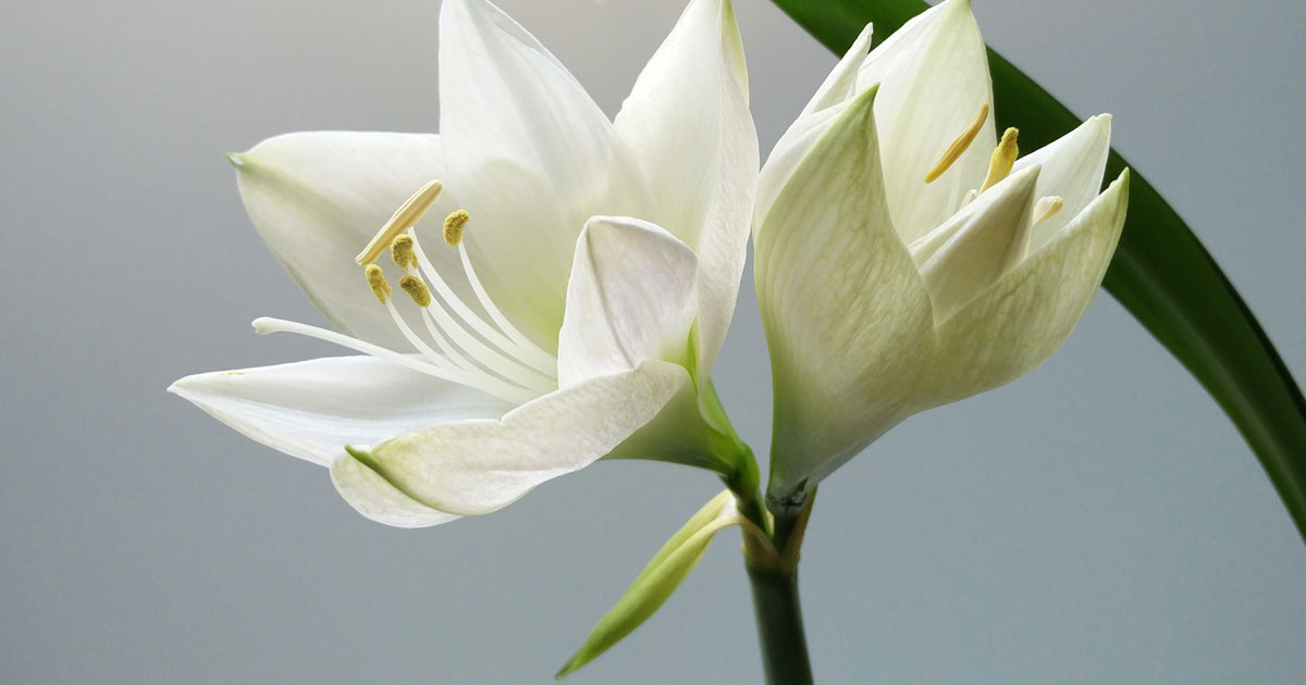 5 Graceful Poems to Include in Your Funeral Order of Service Utterly Printable