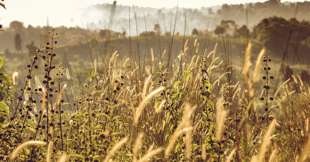 21 Elegant Messages to Write in Your Funeral Thank You Card Utterly Printable