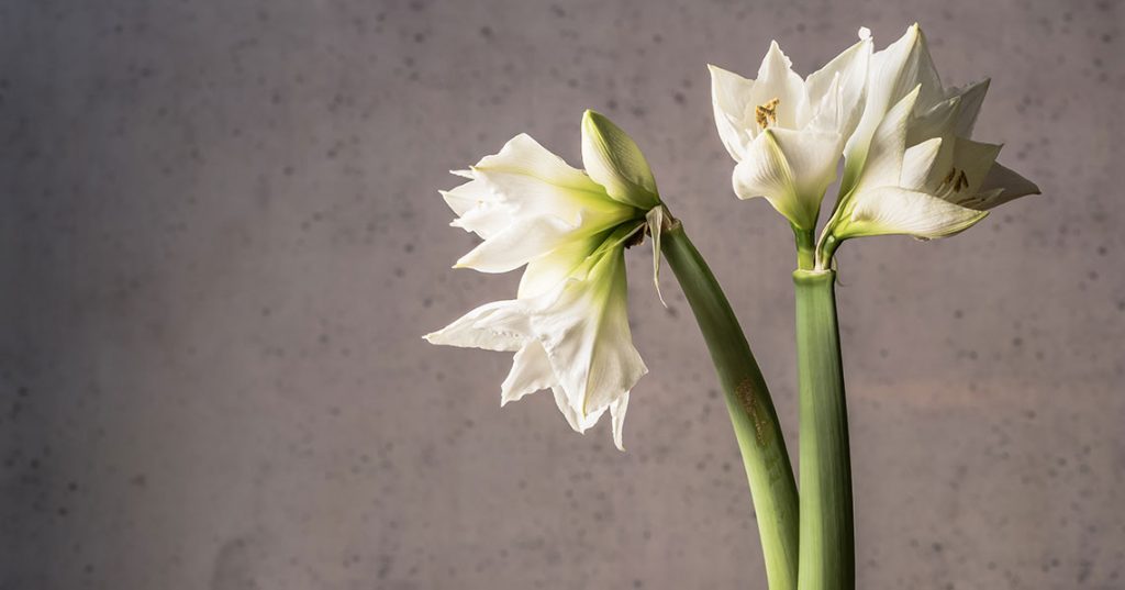 Everything you need to know about writing a funeral announcement card Utterly Printable